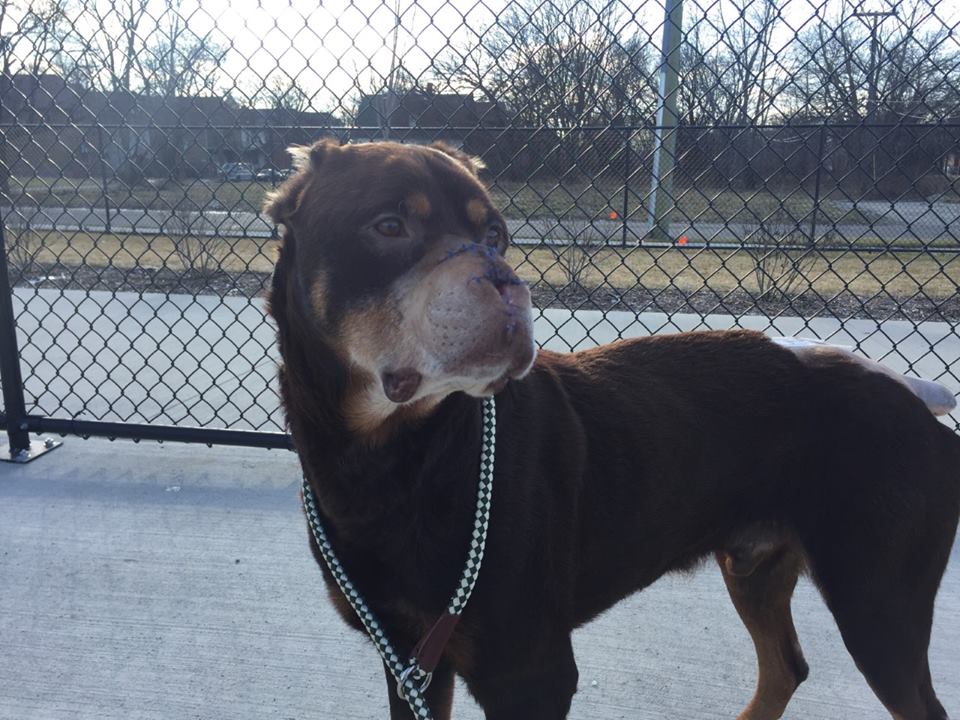 16603142_10154326779127849_5296309776799391504_n