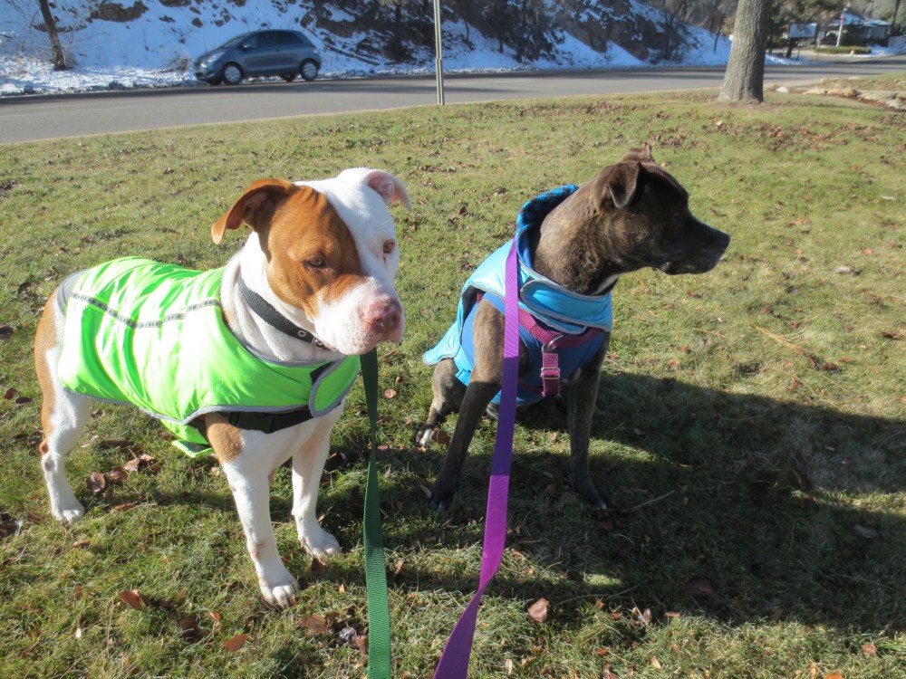 Aden and Eadie 2015 008