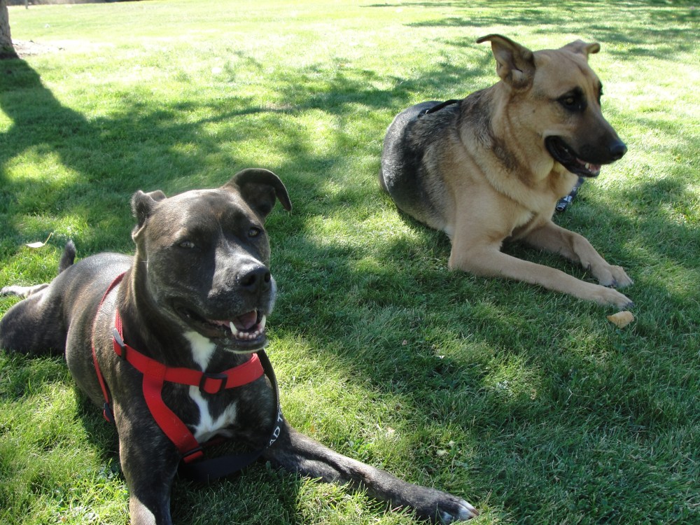 Pictures of Jack & Edie 009